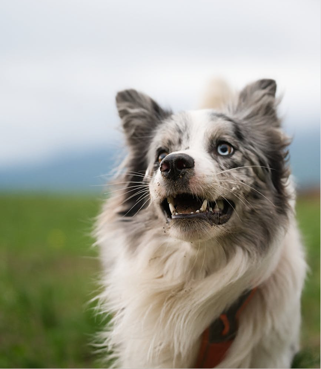 Dog 1